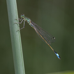 Grosse Pechlibelle (Ischnura elegans)