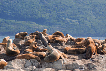 Fototapeta premium Sea Lions on an Island in the Beagle Channel Ushuaia, Tierra del Fuego
