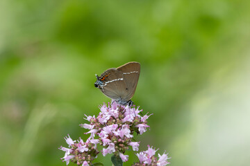 Kreuzdorn-Zipfelfalter (Satyrium spini)