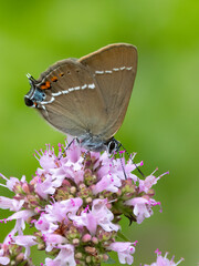 Kreuzdorn-Zipfelfalter (Satyrium spini)
