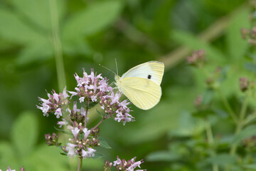 Kleiner Kohlweißling (Pieris rapae)