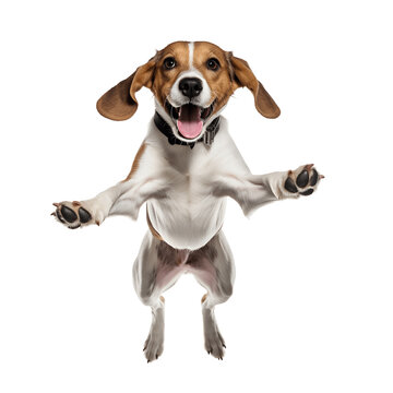Cute Beagle dog jumping isolated on transparent background - Generative AI