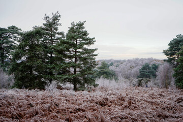 Views over frozen ferns and pine woodland in the Winter