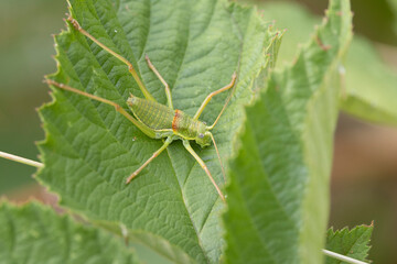 Steppen-Sattelschrecke (Ephippiger ephippiger)