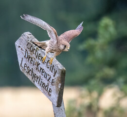 Turmfalke (Falco tinnunculus) 