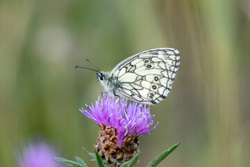 Schachbrett oder auch Damenbrett (Melanargia galathea)