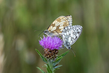 Schachbrett oder auch Damenbrett (Melanargia galathea)