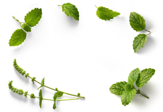frame / border  fresh mint leaves collection with real transparent shadow isolated on transparent background; png design element