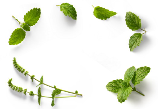 frame / border  fresh mint leaves collection with real transparent shadow isolated on transparent background; png design element