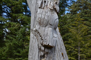 Historic Totem Poles, Sgang Gwaay, Ninstints, Haida Gwaii, BC, Canada