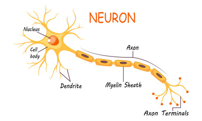 Neuron Anatomy of Human Cell Line Art Vector and Illustration Design. Neuron Anatomy And Human Cell Line Art Design and Creative Kids.