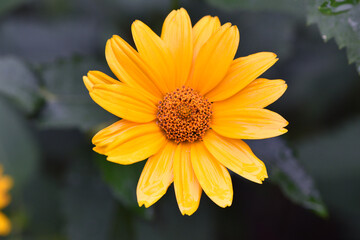 yellow chamomile flowers in the garden. yellow daisy on a beautiful blurred green background, close-up. yellow flowers on the flowerbed. floral background. bright chamomile isolated, close-up