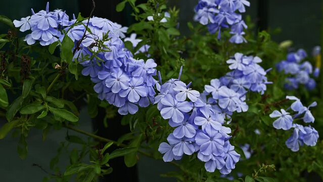 Plumbago auriculata (Cape Leadwort) flowers blooming in the garden and blowing by the wind.