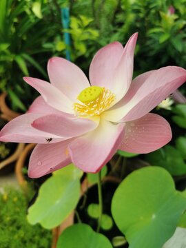 Pink lotus flowers, Most Thai people use the lotus flower to worship the Buddha image.