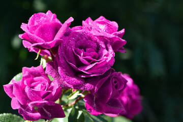 Red rose flower background. Red roses on a bush in the garden, close-up. Red rose flower with water drops after rain or morning dew. Red Rose, magic, Plant care, landscaping, holiday gift for a girl