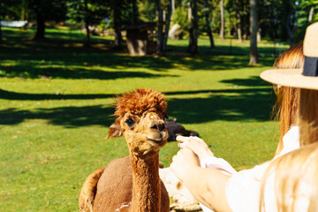 A woman feeds a young brown alpaca from her hand on a farm on a sunny day