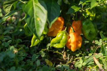 A cluster of green and orange habanero peppers ripening on the chili plant in a garden