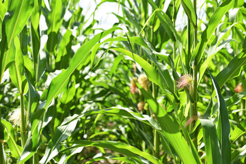 ears of corn and green leaves on a field background close-up. Corn farm. A selective focus picture of corn cob in organic corn field. concept of good harvest, agricultural