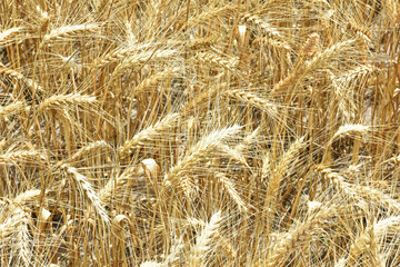 spikelets of golden wheat in the field. Ripe big golden ears of wheat on a yellow background of the field. nature. The idea of a rich summer harvest, agriculture, agro-industrial complex for food.