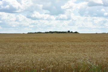 Obraz premium Ripe large golden ears of wheat against the yellow background of the field. Close-up, nature. The idea of a rich summer harvest, farming, agricultural industry for food. Spot focus on spikelet
