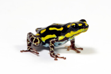 Poison dart frog // Pfeilgiftfrosch, Baumsteigerfrosch (Ranitomeya flavovittata) - Peru