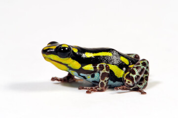 Fototapeta premium Poison dart frog // Pfeilgiftfrosch, Baumsteigerfrosch (Ranitomeya flavovittata) - Peru