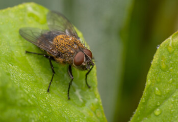 selected focus extreme close up macro of a house fly on a green leaf with dew drops