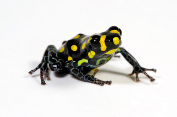 Poison dart frog // Pfeilgiftfrosch, Baumsteigerfrosch (Ranitomeya flavovittata) - Peru