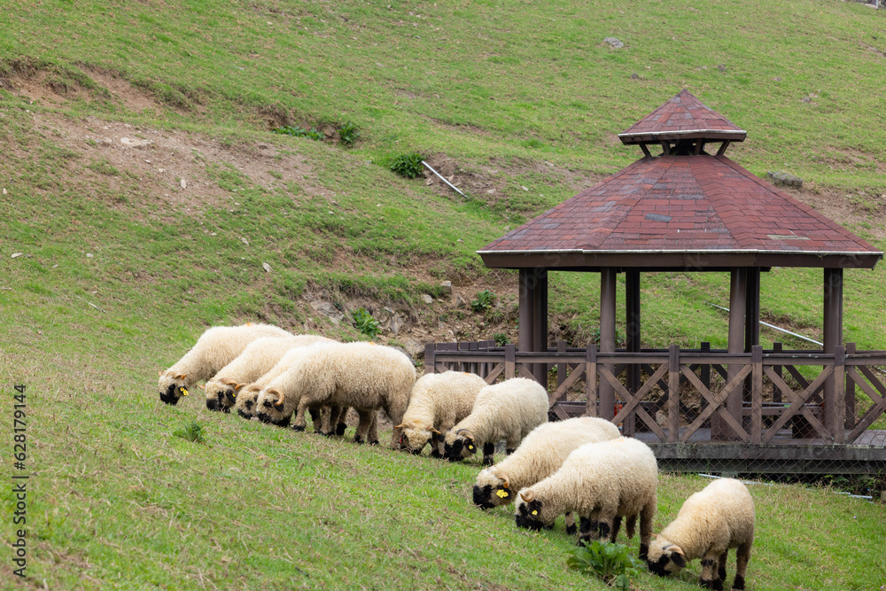 Poster sheep roaming on the grassland in cingjing farm of nantou in taiwan