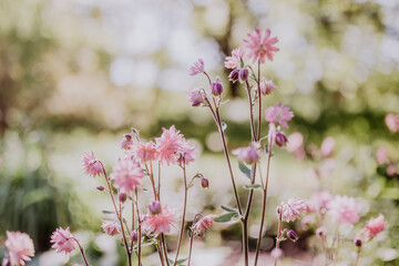 vereinzelte Blumen inmitten des Botanischer Volkspark Blankenfelde-Pankow