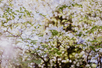 weiße Blüten in den Ästen des Botanischen Volkspark Blankenfelde-Pankow