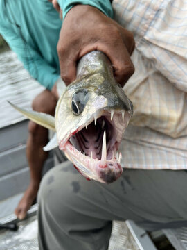 Amazonian Payara with one tooth