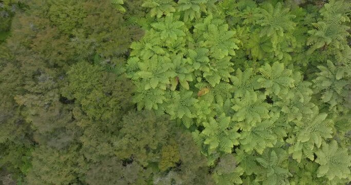 Aerial: Native subtropical forest, Takaka, South Island, New Zealand