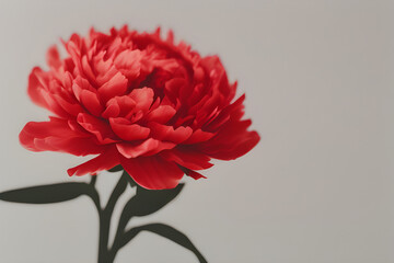 beautiful days of peony