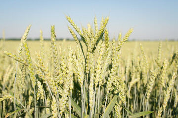 Obraz premium spikelets. Close-up of green spikelets of wheat, barley, against a background of green field and sky. Wheat harvest. Close-up, spikelets of cereals on an agricultural field, farming, with copy space.
