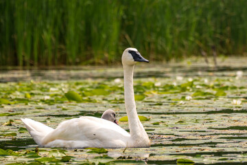 Trumpter swan with cygnets / babies on a pond with lilies