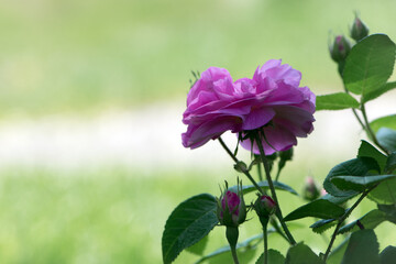 Fototapeta premium pink rose flower background. Red roses on a bush in the garden, close-up. delicate pink rose flower with green leaves. Red Rose Magic. beauty in the garden. concept of romance, gift
