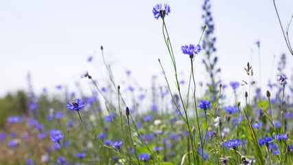 Cornflower, Centaurea cyanus Rare flower of Arable Fields. blue wildflowers, natural floral background. Wild flowers, close-up, blurred background. summer meadow flower, blooms beautifully in blue. - obrazy, fototapety, plakaty