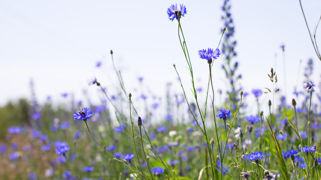 Cornflower, Centaurea cyanus Rare flower of Arable Fields. blue wildflowers, natural floral background. Wild flowers, close-up, blurred background. summer meadow flower, blooms beautifully in blue.