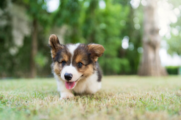 Cute Corgi puppy running in the park on sunny summer day.