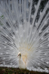 Fototapeta premium Beautiful white male peacock in breeding plumage.