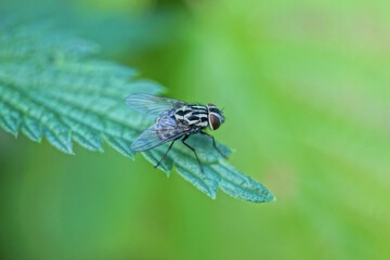 one small gray fly sits on a green leaf of nettle in summer nature