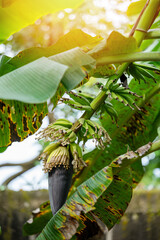 Banana flower on tree