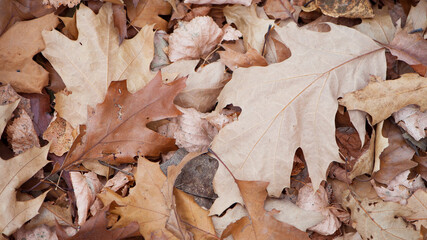 dry leaves. Dry fallen brown oak leaves in autumn Park. autumn background with dry oak leaves, top view, close-up. autumn season, bright leaves, nature in the forest. natural background