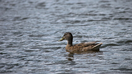 Anas platyrhynchos. duck in a pond. beautiful duck swims in the water of a forest lake. natural background, close-up. wild bird in nature. female duck, spring body of water in the park. river