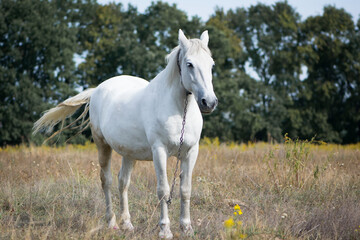 beautiful white horse on dry grass in the field. Arabian horse, white horse stands in an agriculture field with dry grass in sunny weather. strong, hardy and fast animal.