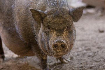 Dirty pot bellied pig portrait.