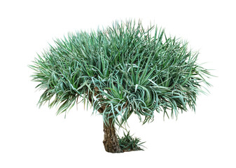 Beautiful plants in botanical park