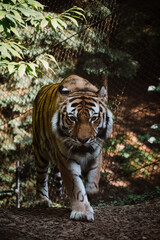 Tiger goes on the attack