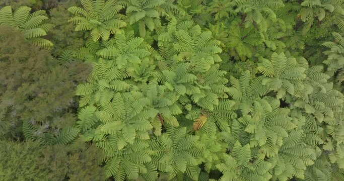 Aerial: Native subtropical forest, Takaka, South Island, New Zealand